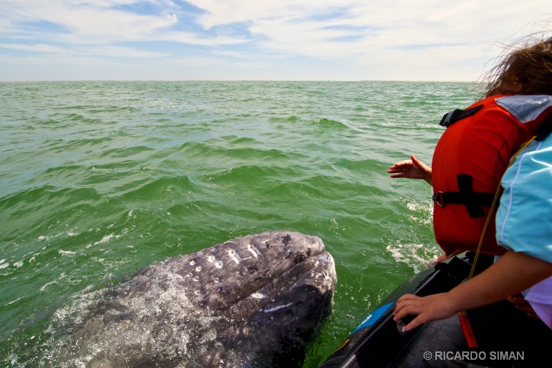Ballena Gris