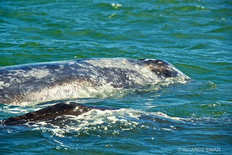 Ballena Gris