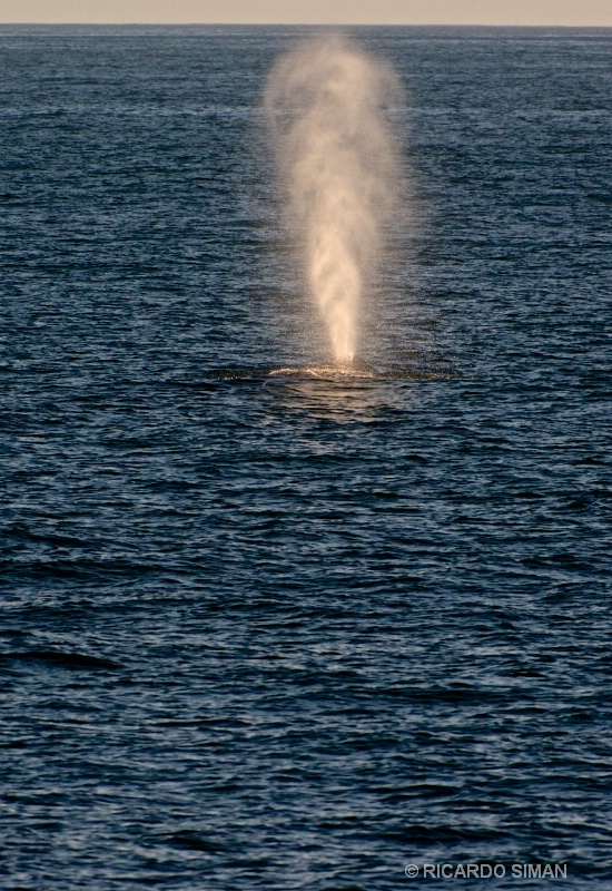 Ballena Gris