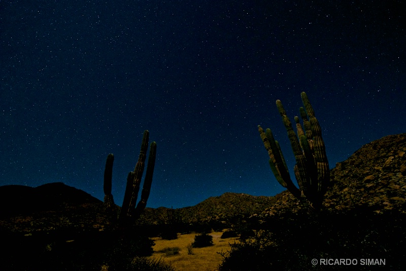 Cactus de Baja California