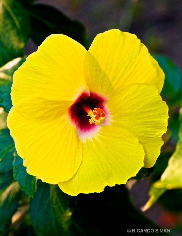 Hibisco Amarillo