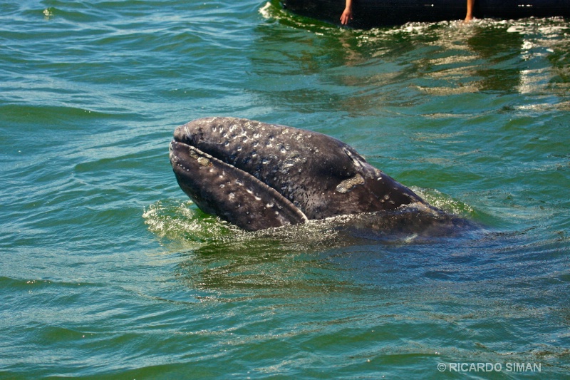 Ballena Gris