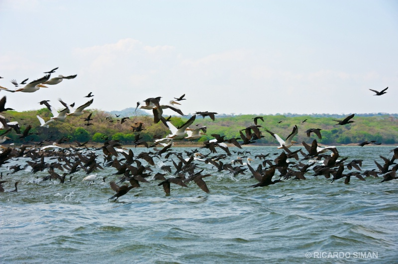 Isla Los Pajaros, Suchitoto
