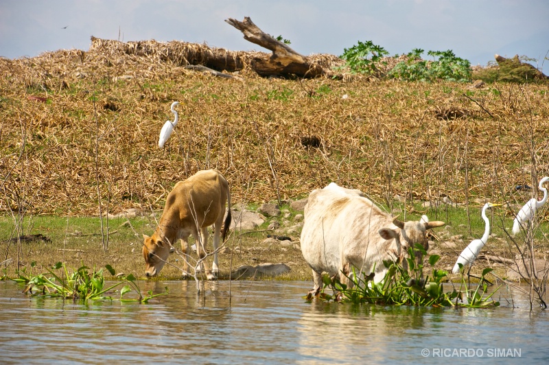 Isla Los Pajaros, Suchitoto