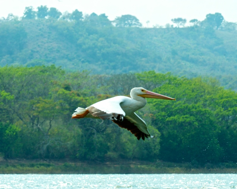 Isla Los Pajaros, Suchitoto
