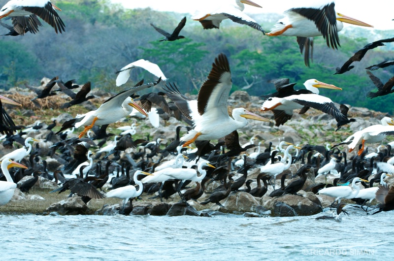 Isla Los Pajaros, Suchitoto