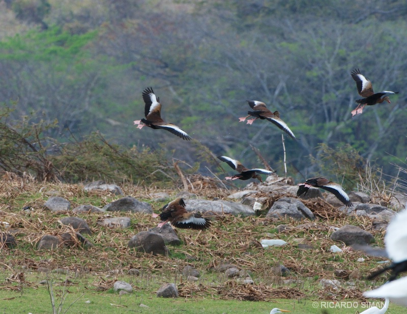 Isla Los Pajaros, Suchitoto