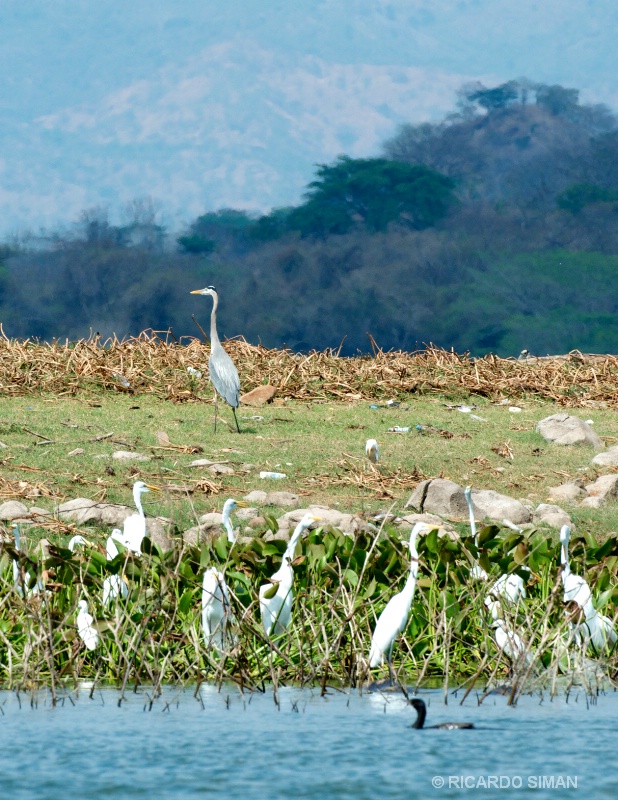 Isla Los Pajaros, Suchitoto