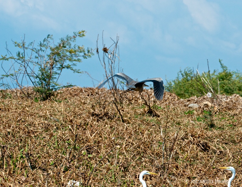 Isla Los Pajaros, Suchitoto