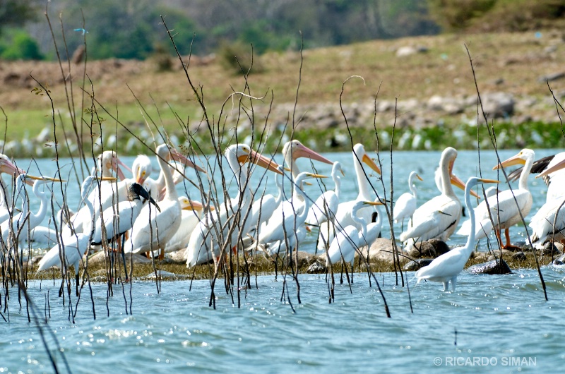 Isla Los Pajaros, Suchitoto