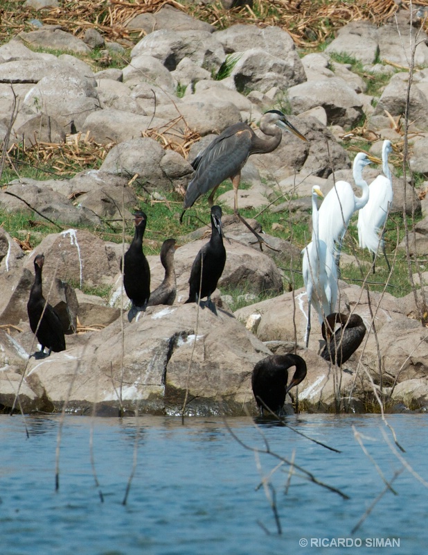 Isla Los Pajaros, Suchitoto