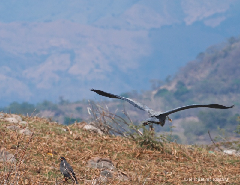 Isla Los Pajaros, Suchitoto