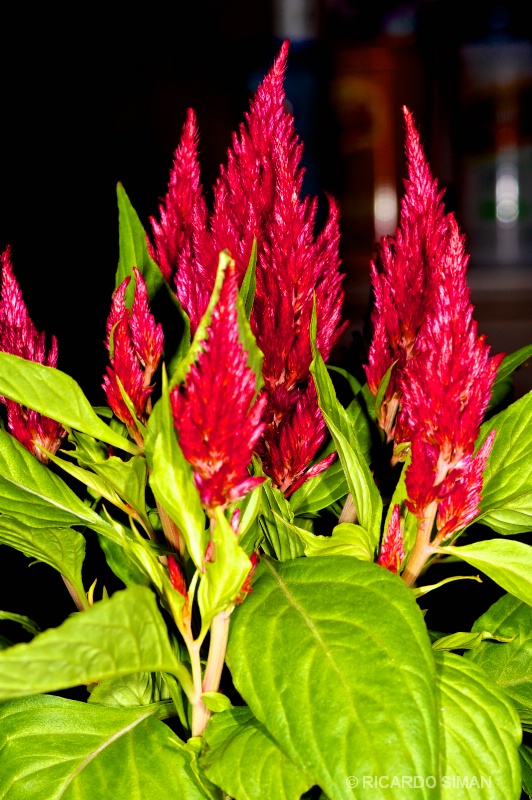dsc 0904 Celosia argentea Roja