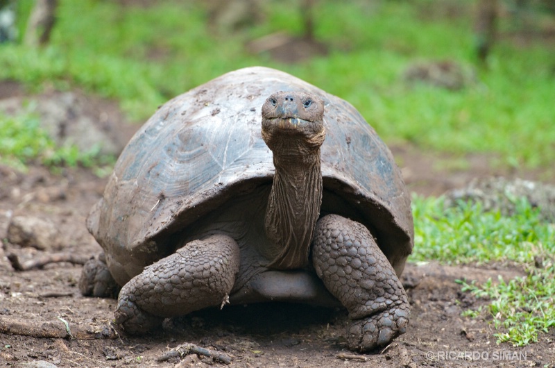 Tortuga Gigante de Galápagos 