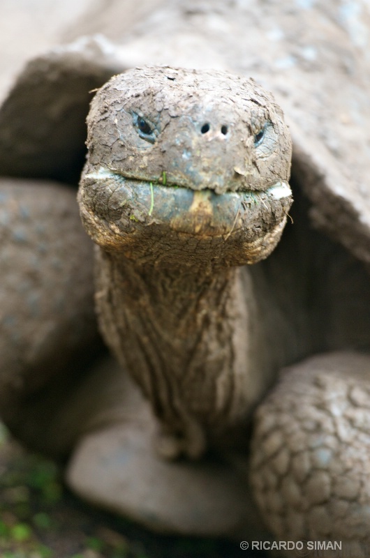 Tortuga Gigante de Galápagos 