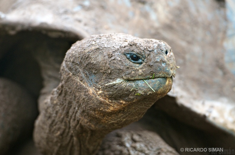 Tortuga Gigante de Galápagos 