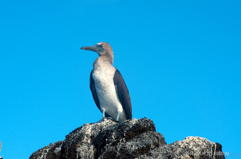 Piquero Patas Azules