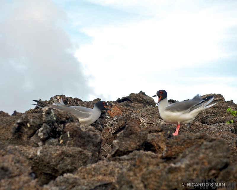 Gaviota de Cola Bifurcada 