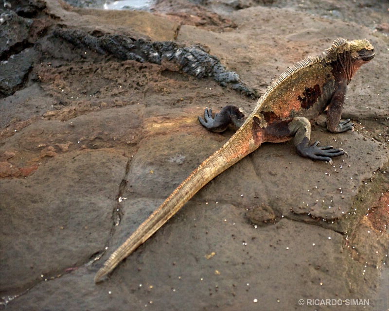 Iguana Terrestre de Galápagos