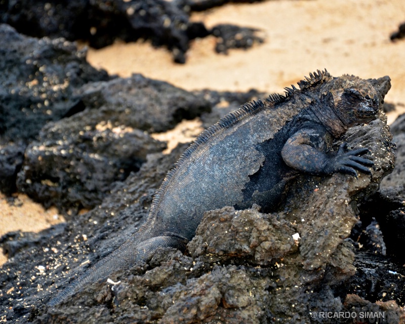 Iguana Marina