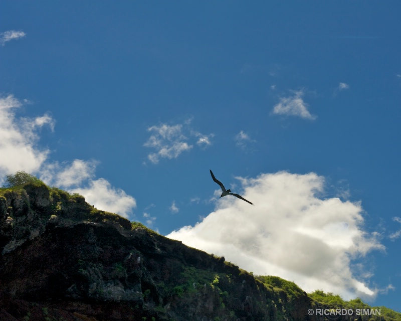 Piquero Patas Azules