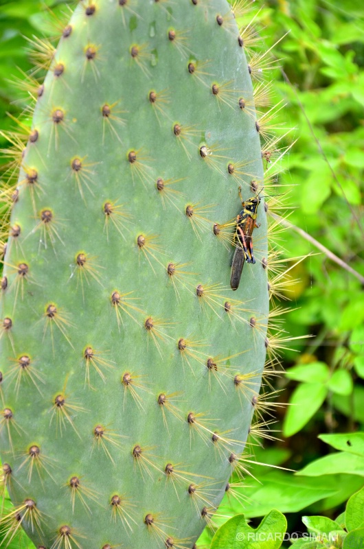 Saltamontes de Galápagos 