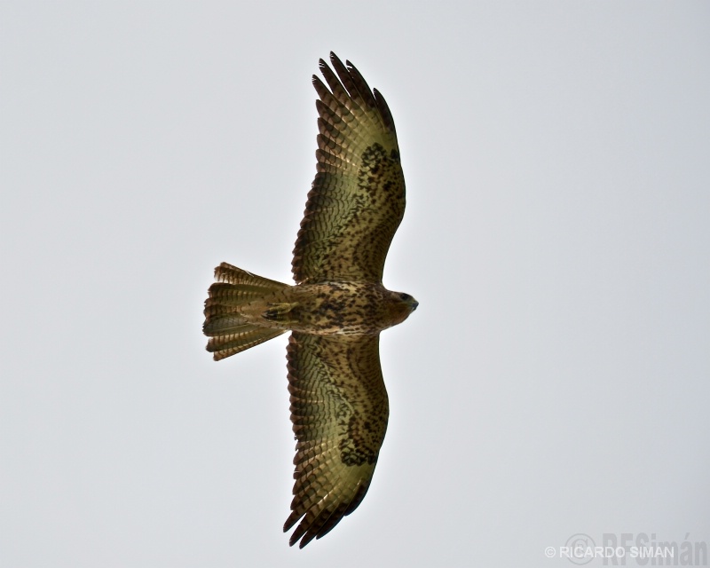 Halcón de Galápagos