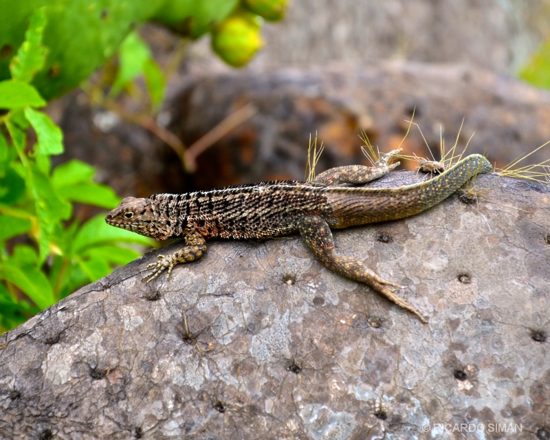 Lagartija de Lava 