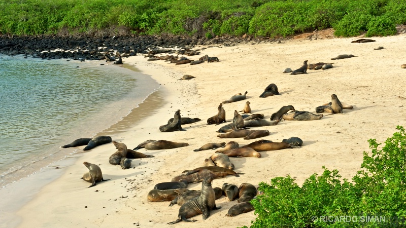 León Marino de Galápagos 