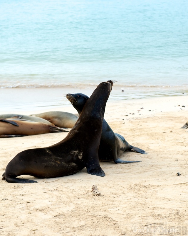 León Marino de Galápagos 