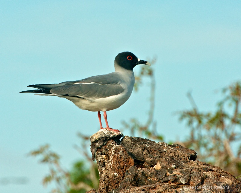 Gaviota de Cola Bifurcada 