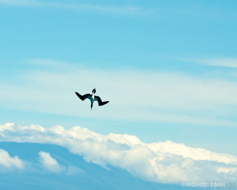 Piquero Patas Azules