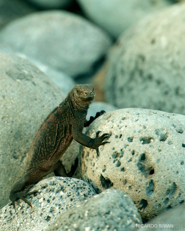 Iguana Marina