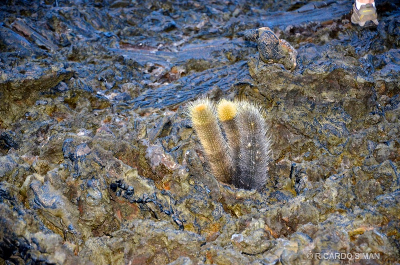 Cactus de Lava 