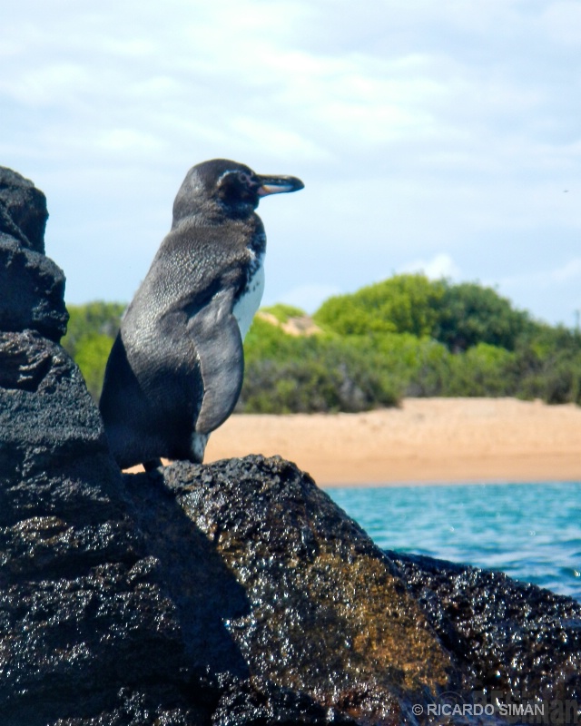 Pingüinos de Galápagos