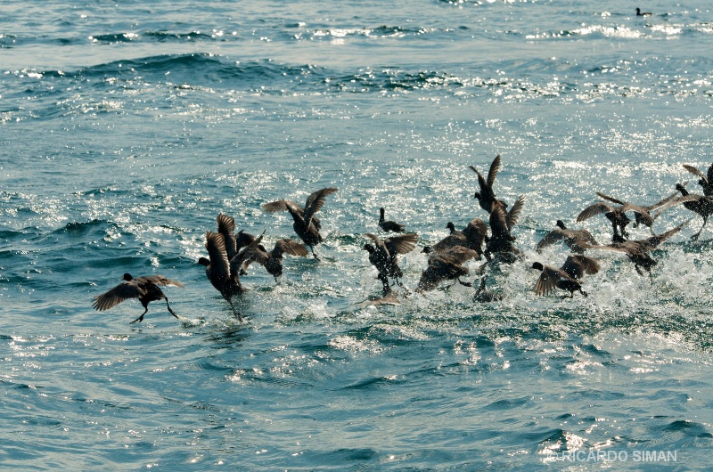 Aves en Lago de Coatepeque
