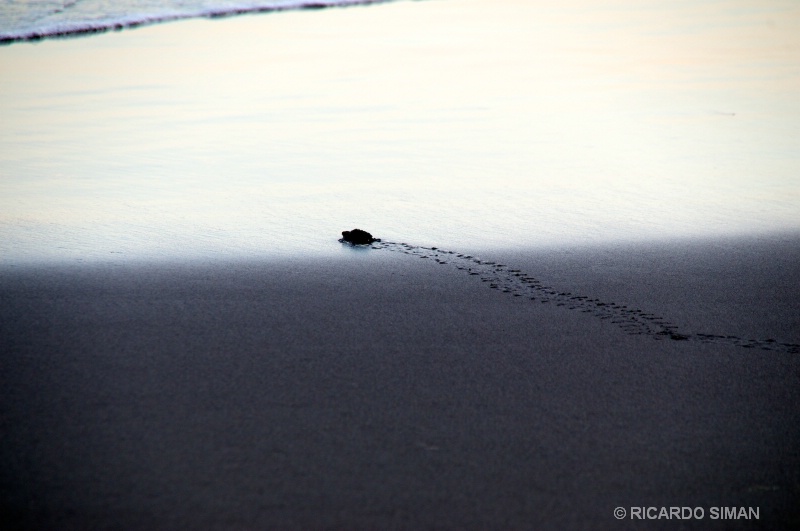 Liberacion de Tortugas