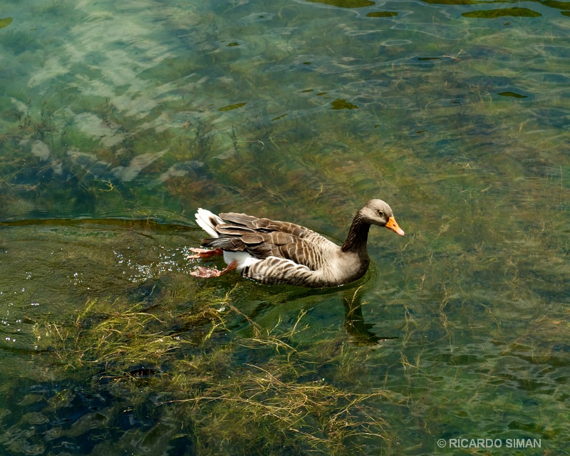 Patos en Lago de Coatepeque