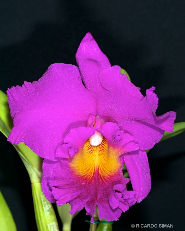 dsc 0417 Cattleya morada y amarillo