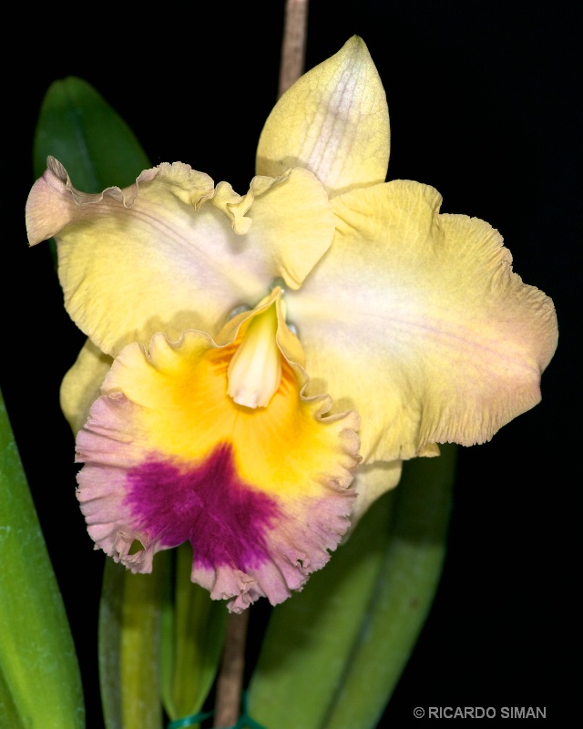 dsc 0415 Brassolaeliocattleya Mount Isa 'Jean'