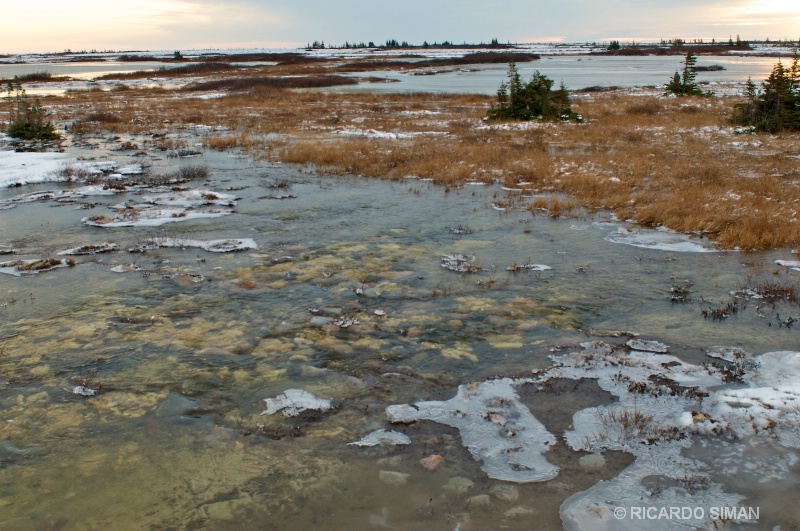 dsc 7936 Churchill, Manitoba, Canadá