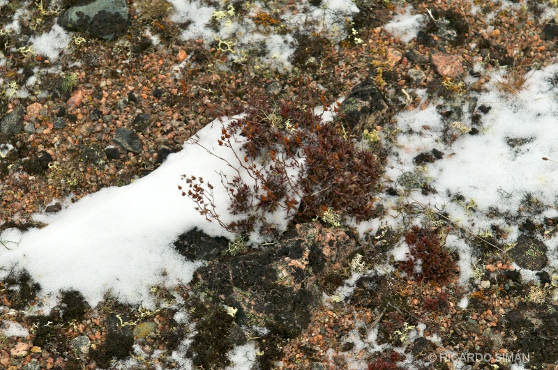 dsc 7929 Vegetación Churchill Rocket Range Investigación