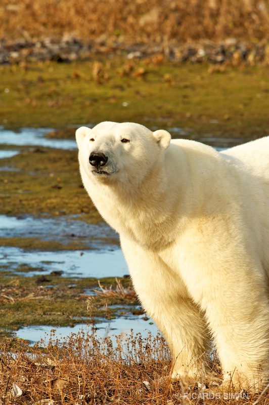 dsc 2449 Oso Polar, Churchill, Manitoba, Canadá