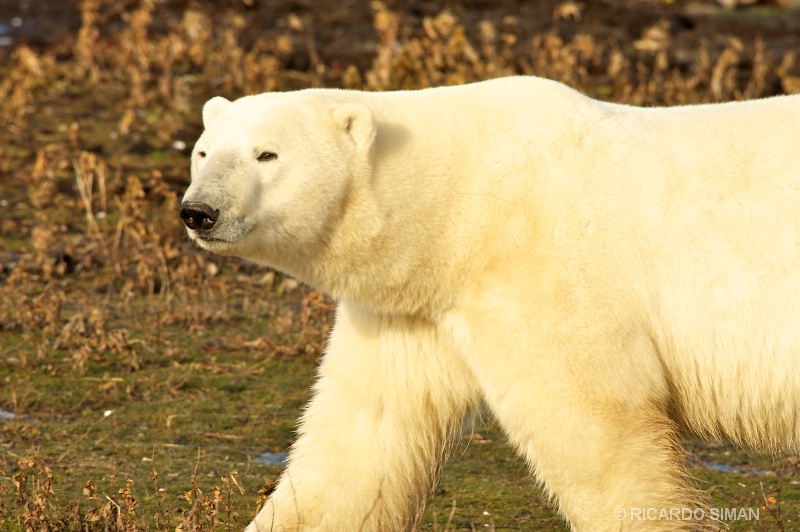 dsc 2413 Oso Polar, Churchill, Manitoba, Canadá