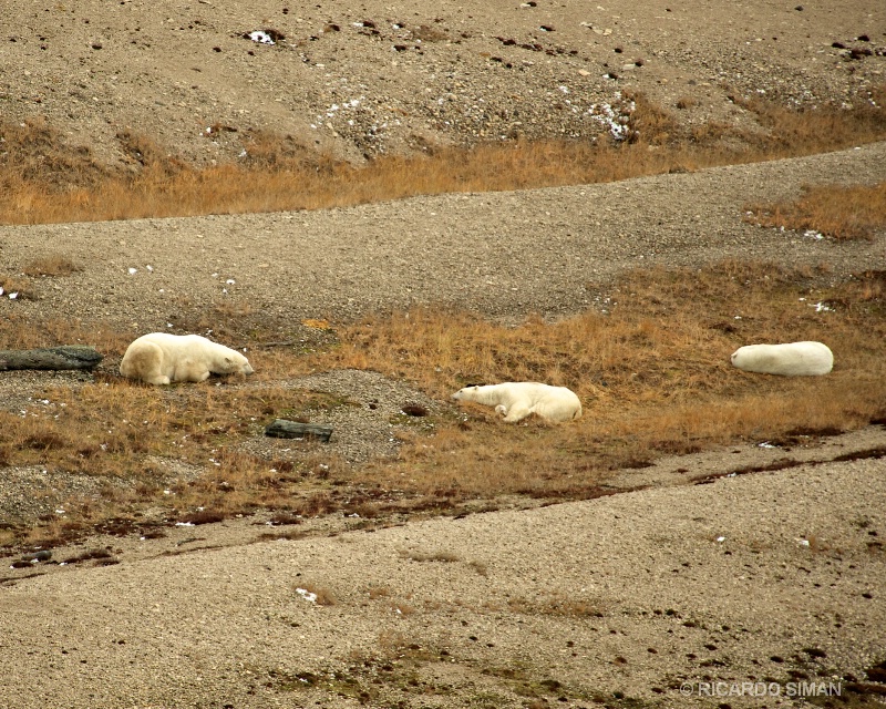 dsc 2211 Osos Polares, Churchill, Manitoba, Canadá