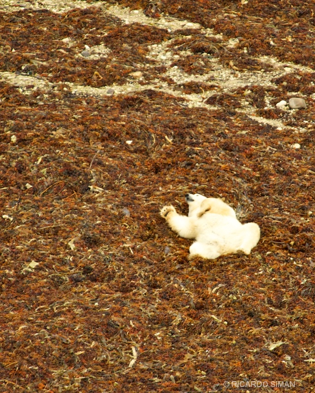 dsc 2197 Oso Polar,Churchill, Manitoba, Canadá