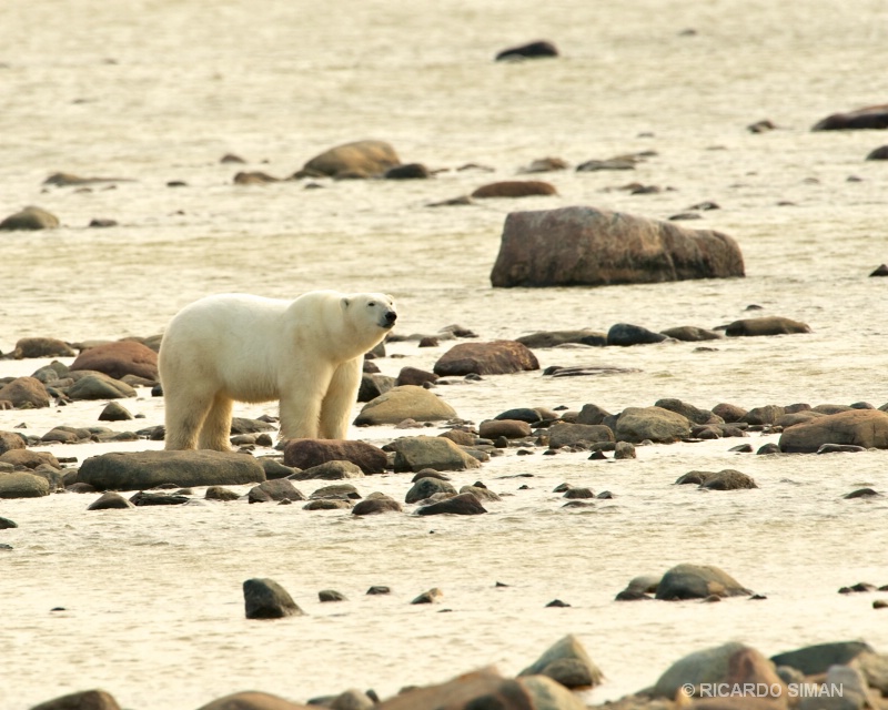 dsc 2169 Oso Polar,Churchill, Manitoba, Canadá