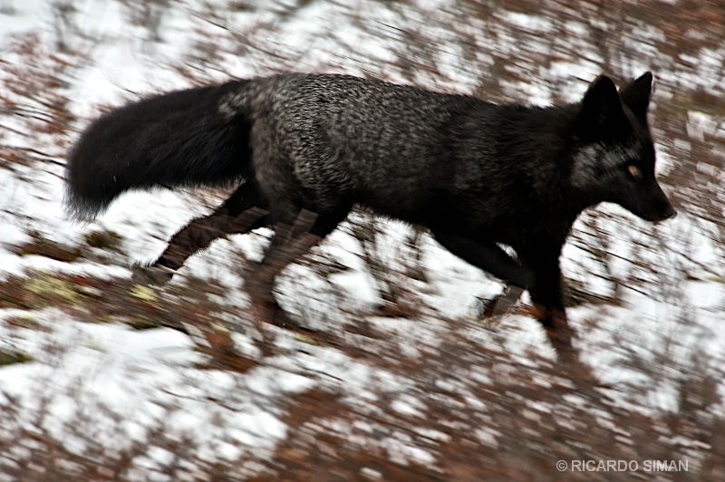 dsc 1884 Silverfox en la Tundra canadiense. 