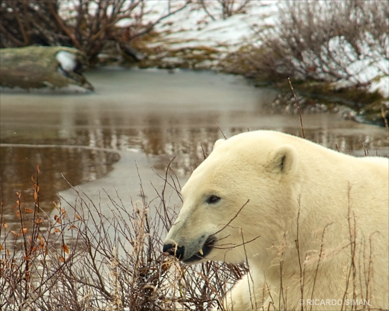 dsc 1559 Oso Polar, Churchill, Manitoba, Canadá