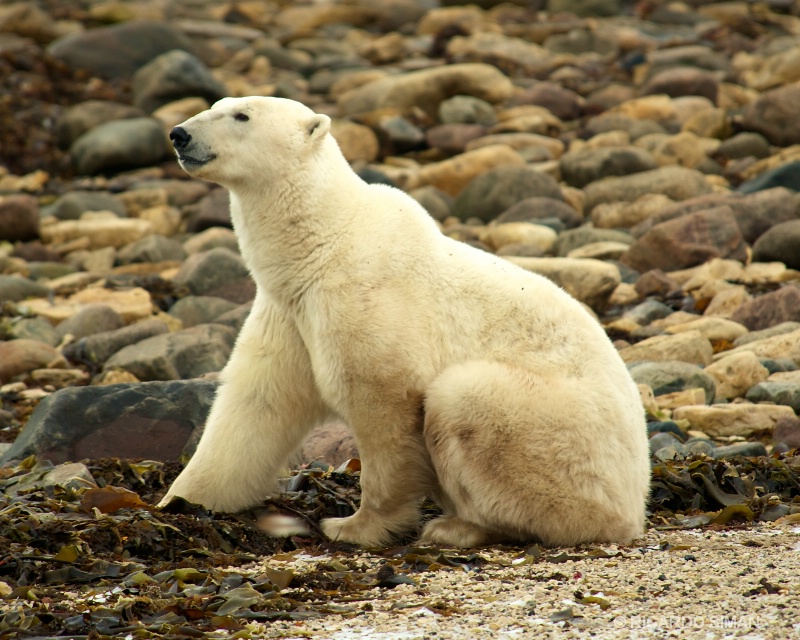 dsc 1426 Oso Polar, Churchill, Manitoba, Canadá